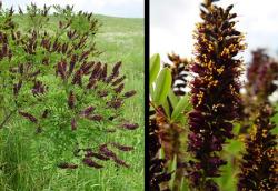 Sadnice - žbunaste vrste: Bagremac - Amorpha fruticosa (seme)