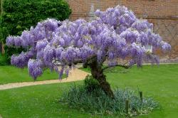 Seme žbunastih vrsta: Wisteria - Plava kisa (5 semenki)