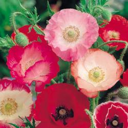 Seme cveća: Papaver rhoeas - Ukrasni mak (Shirley Poppy) seme