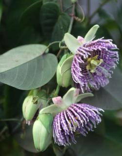 Seme cveća: Passiflora ligularis (seme)