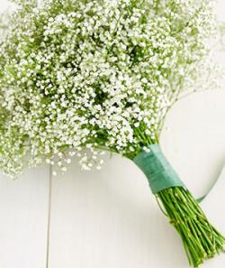 Seme cveća: Slajer - Gypsophila elegans (seme)