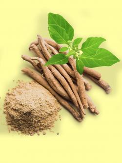 Začini i lekovito bilje: Withania somnifera - Ashwagandha ( Indijski ginseng ) seme