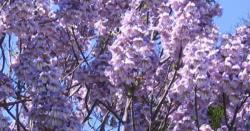 Seme drveća: Paulownia elongata - Paulovija (200 semenki!)