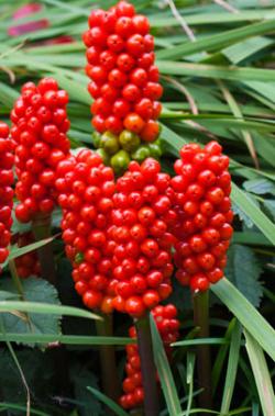 Seme cveća: Arum maculatum (seme) Kozlac