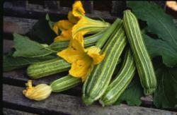 Seme povrća: Zucchini tikvice (seme) Romanesco