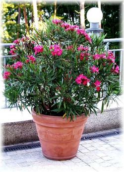 Seme cveća: Nerium oleander - Oleander rozi (seme)