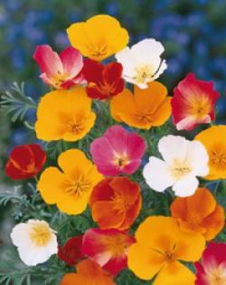 Seme cveća: Eschscholzia californica - Kalifornijski mak (seme)