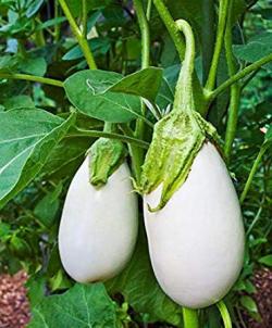 Seme povrća: Patlidzan beli (seme)
