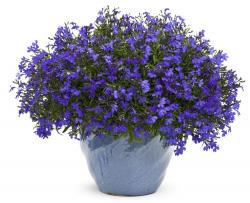 Seme cveća: Lobelia erinus (seme)