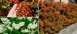 Seme žbunastih vrsta: Pyracantha narandzasta- Pirokanta vatreni grm (seme)