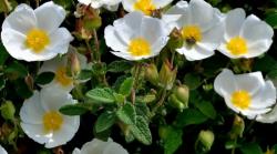 Seme žbunastih vrsta: Cistus salvifolius (seme)