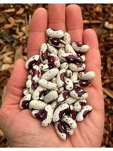 Seme povrća: JACOBS CATTLE BUSH pasulj (seme) Heirloom