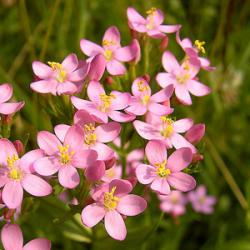 Začini i lekovito bilje: Kicica - Centaurium erythraea (seme) lekovita biljka