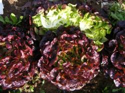 Seme povrća: Crvena Zelena salata Viola (seme)