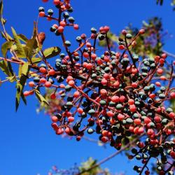 Seme žbunastih vrsta: Pistacia terebinthus (seme)