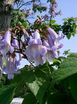 Seme drveća: Paulownia tomentosa - Paulovnija 200 semenki!!!