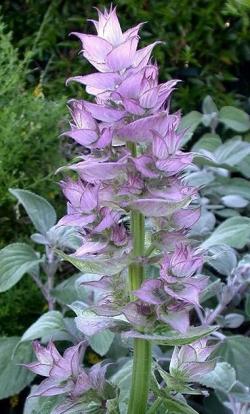 Seme cveća: Muskatna zalfija - Salvia sclarea (seme)