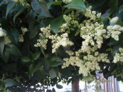 Seme drveća: Ligustrum lucidum (seme)