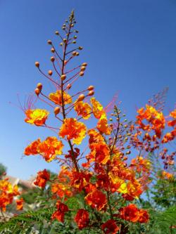 Sadnice - žbunaste vrste: Caesalpinia pulcherrima (sadnice)