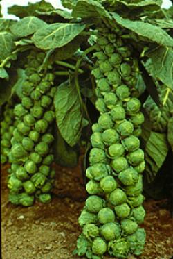 Seme povrća: Brassica oleracea var gemmifera - Kelj pupcar (50 semenki)
