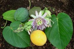 Seme voća: Passiflora ligularis (seme) Passion fruit