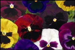 Seme cveća: Dan i Noc mix (seme) Viola