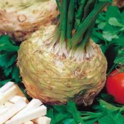 Seme povrća: Celer Praski (seme)