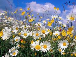 Seme cveća: Margareta ( Ivancica ) - Chrysanthemum leucanthemum (seme)