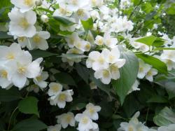 Seme drveća: Pajasmin - Philadelphus coronarius (seme)