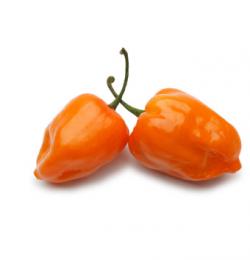 Seme povrća: Orange Habanero - Ljuta paprika (seme)