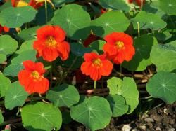 Seme cveća: Tropaeolum majus - Dragoljub (seme)