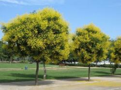 Seme drveća: Koelreuteria - Lampion drvo (seme)