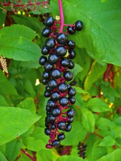 Seme cveća: Phytolacca americana (seme)