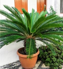 Seme drveća: Cikas palma (seme) - Cycas revoluta