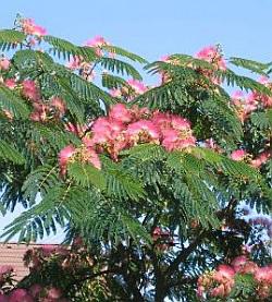 Seme drveća: Albizia julibrissin - Albicija svileno drvo (seme 100kom)