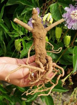 Začini i lekovito bilje: Withania somnifera - Ashwagandha ( Indijski ginseng ) seme