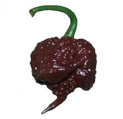 Seme povrća: Carolina reaper Chocolate Pimenta