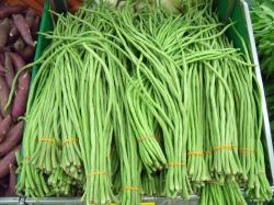 Seme povrća: Tajlandska dugacka boranija (seme) Thai long beans