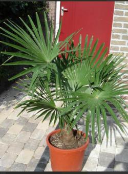 Seme drveća: Trachycarpus fortunei (seme) 500 semenki