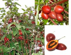 Seme voća: Tamarillo drvo paradajz - Solanum betaceum (seme)