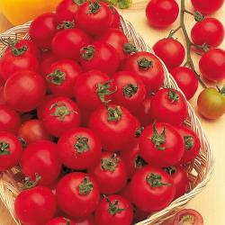 Seme povrća: Cherry belle paradajz (seme)