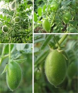 Seme povrća: Leblebija naut - (seme) Cicer arietinum