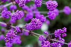 Seme žbunastih vrsta: Callicarpa Bodinieri - Beautyberry Kalikarpa (seme)