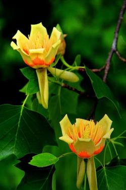 Seme drveća: Liriodendron tulipifera - Tulipanovac (seme)