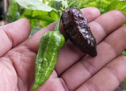 Začini i lekovito bilje: Black naga chilli (seme) cili paprika