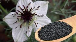 Začini i lekovito bilje: Nigella sativa (seme) Čurukot Crni kumin