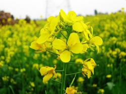 Začini i lekovito bilje:  Brassica nigra (seme) Crna slačica