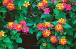 Seme cveća: Lantana (seme)