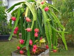 Sadnice - voće: Dragon fruit (reznica)