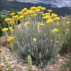 Začini i lekovito bilje: Smilje ( Kari biljka ) Helichrysum italicum seme